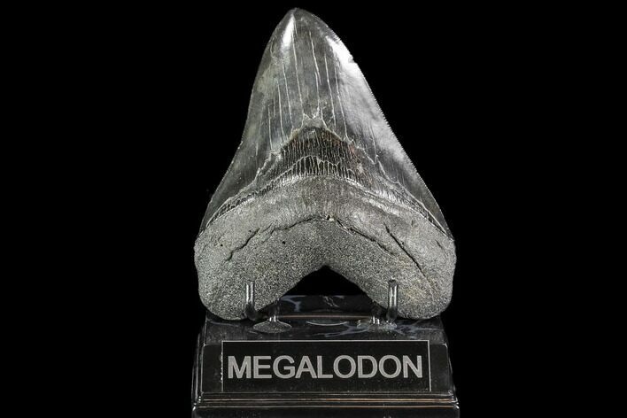 Serrated, Fossil Megalodon Tooth - Glossy Enamel #108840